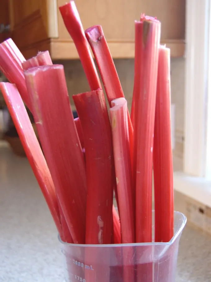 a vase holding stalks of red rhubarb