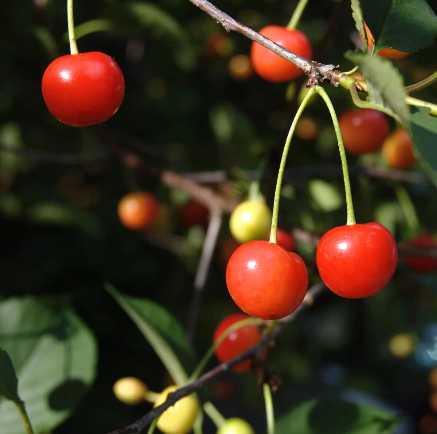 Sour Cherries on a tree