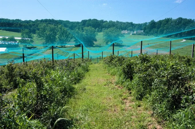 a blueberry patch