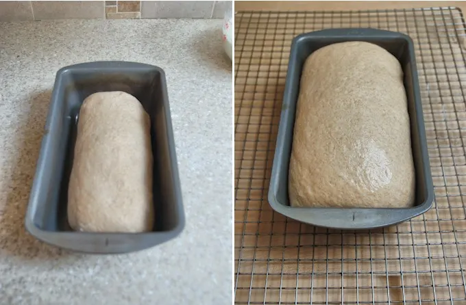 milk & honey whole wheat bread before and after rising in the pan