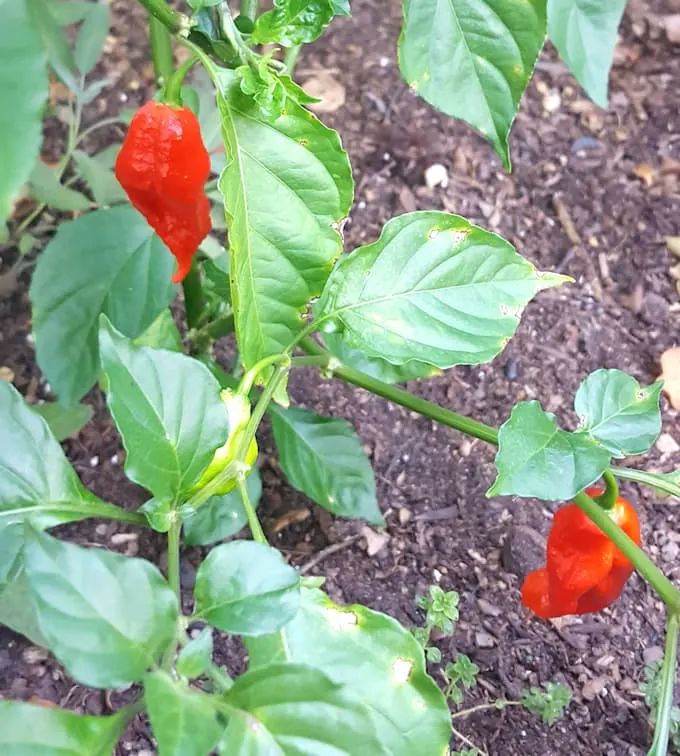 a ghost pepper plant