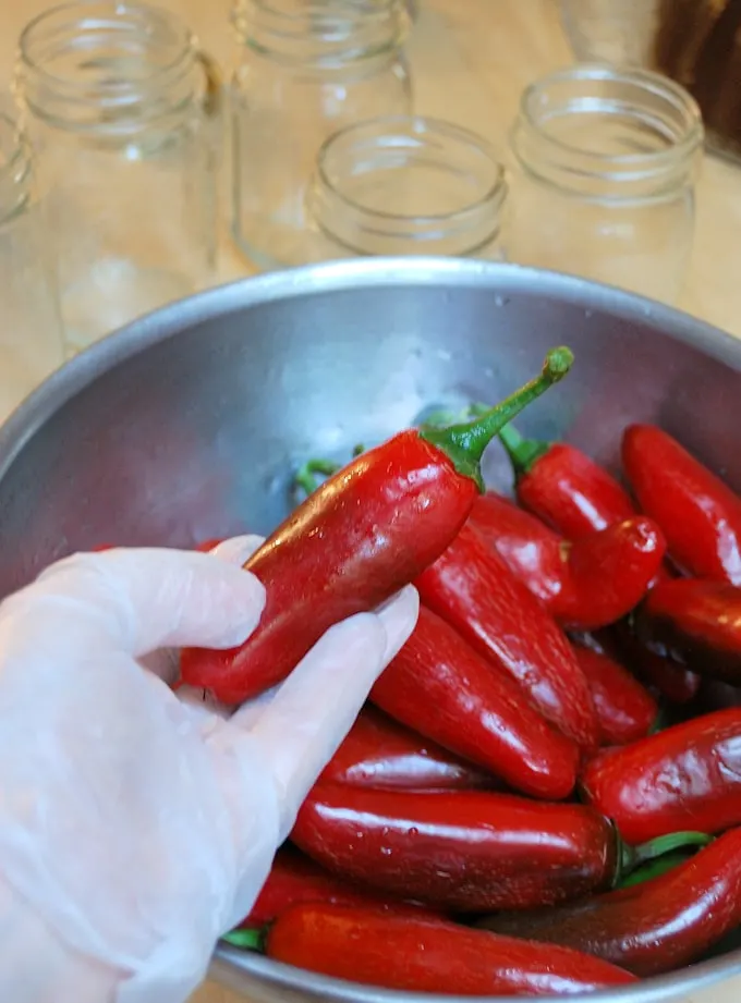 a gloved hand holding a red jalapeno pepper