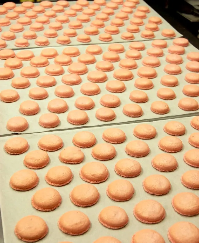 hundreds of macaron shells cooling on a table