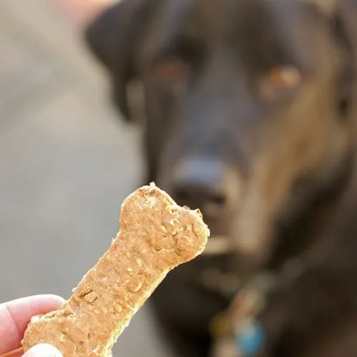 Baking for Dogs: The Gear You Need To Make Dog Treats at Home