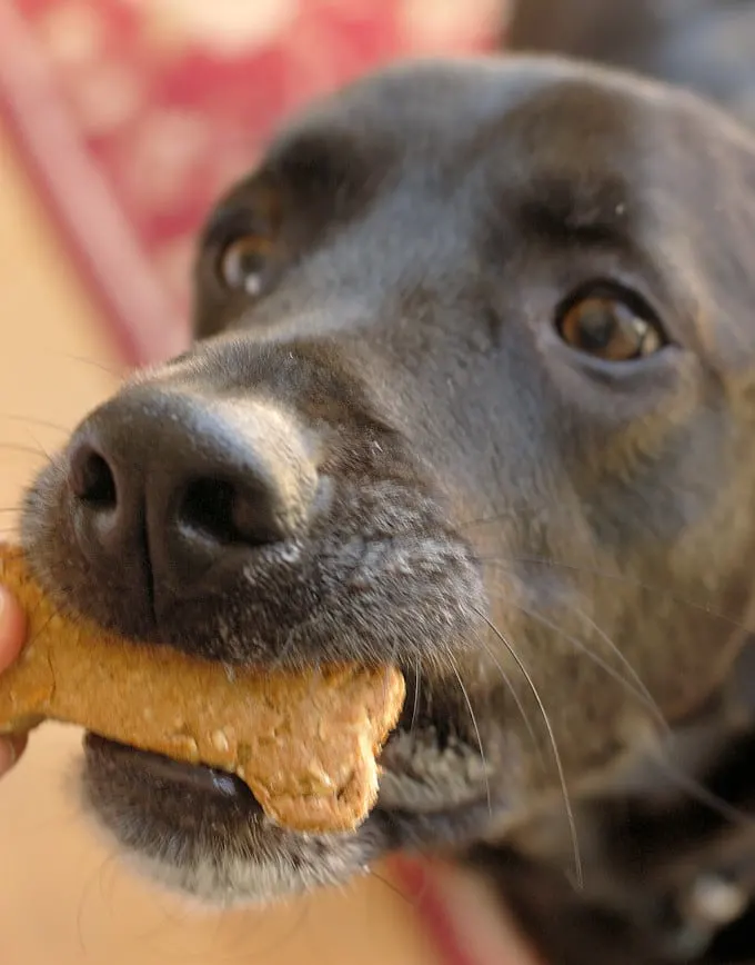 healthy dog biscuits