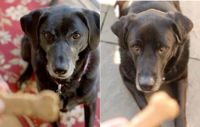 healthy dog biscuits