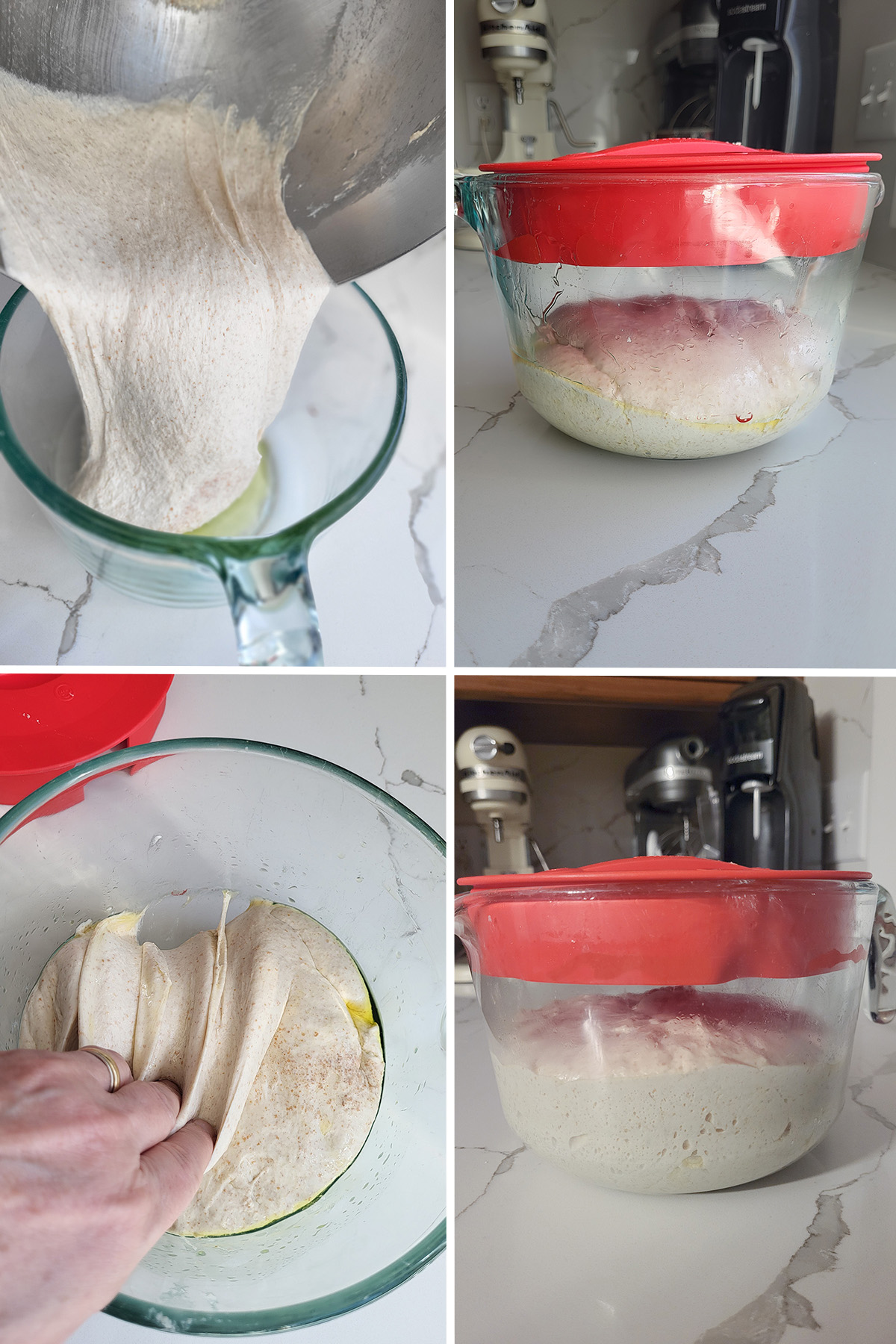 sourdough focaccia dough in a glass bowl before and after bulk fermentation.