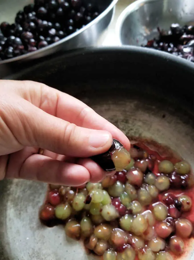 a hand squeezing the pulp from a concord grape