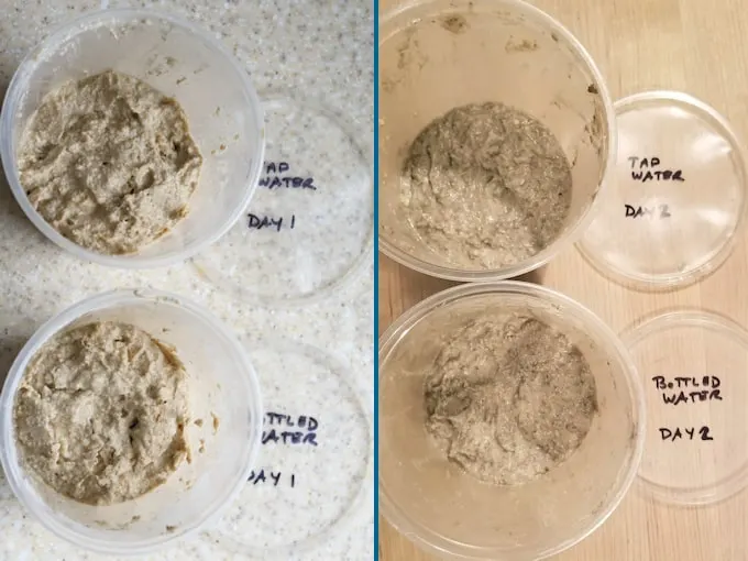 side by side photos showing daily progress for sourdough starter 