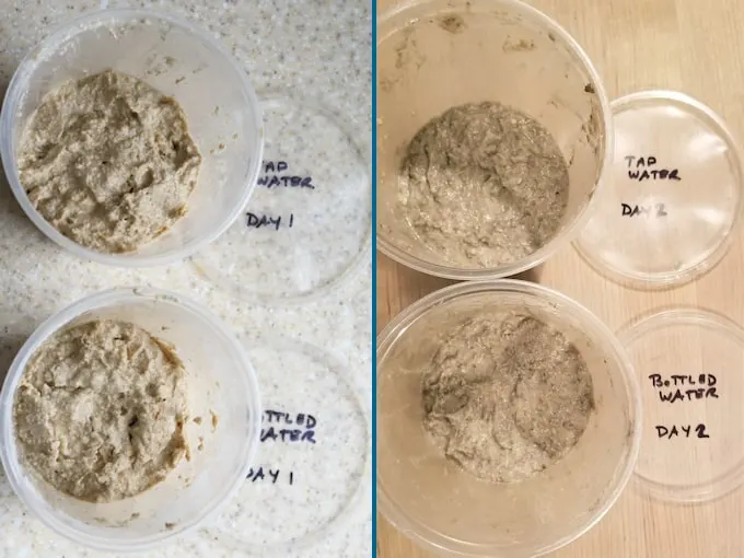 side by side photos showing daily progress for sourdough starter