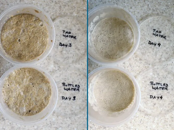 side by side photos showing day 3 and 4 for sourdough starter