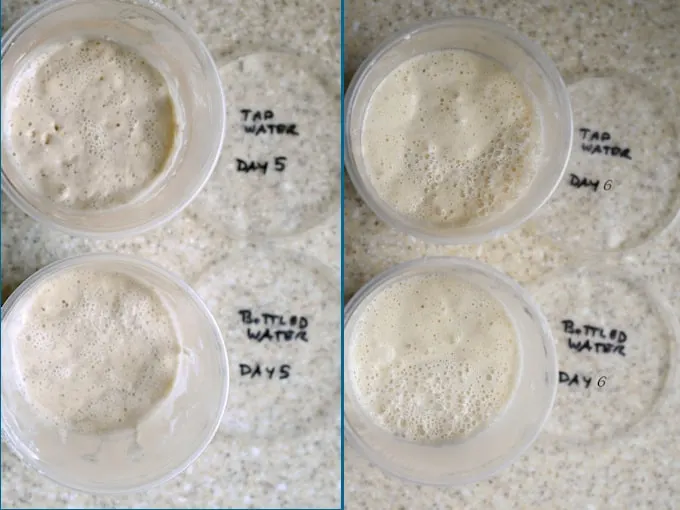 side by side photos showing day 5 and 6 of making a sourdough starter