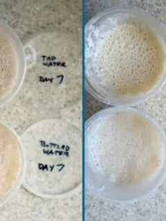 sourdough starter on day 7 and 8