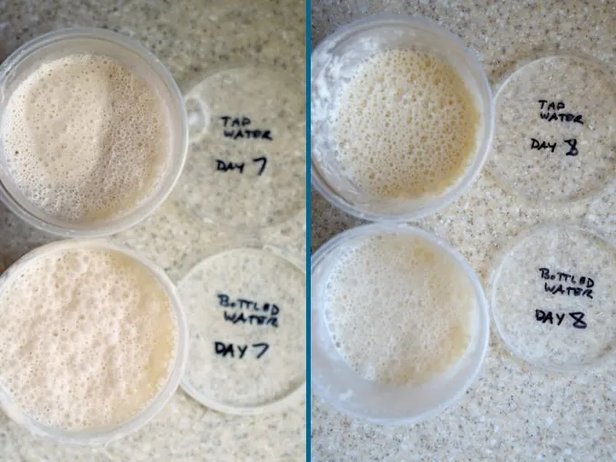 https://www.baking-sense.com/wp-content/uploads/2020/01/sourdough-starter-day-7-8.jpg