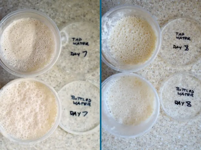 side by side photos showing day 7 and 8 of building a sourdough starter