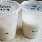 containers of sourdough starter
