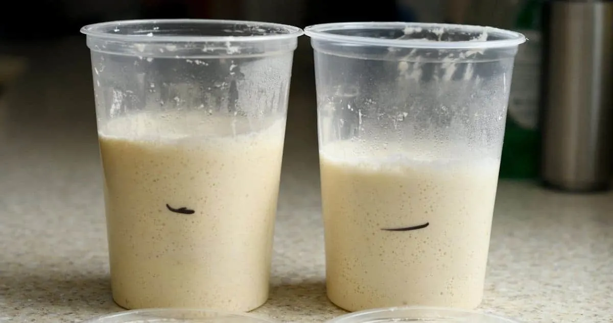 How to Feed Sourdough Starter