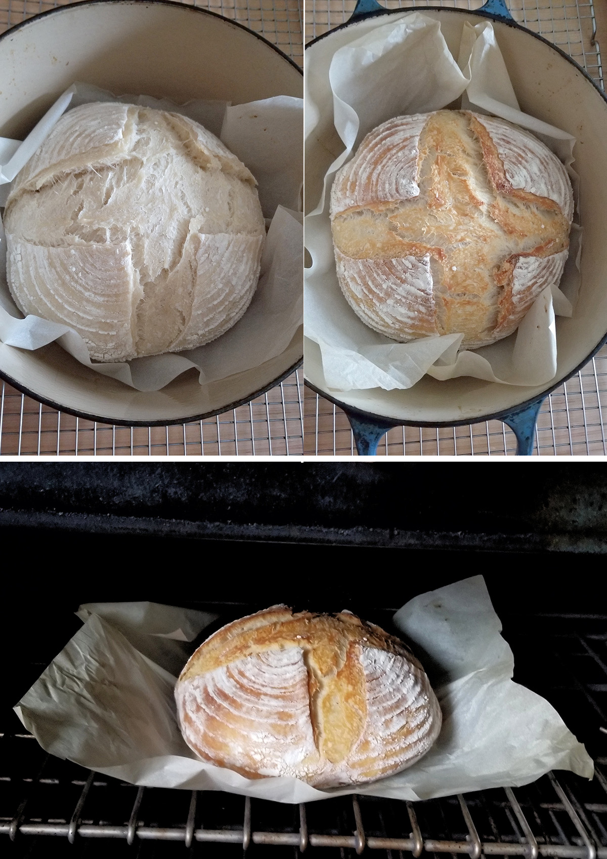 sourdough loaf baking in a dutch over.
