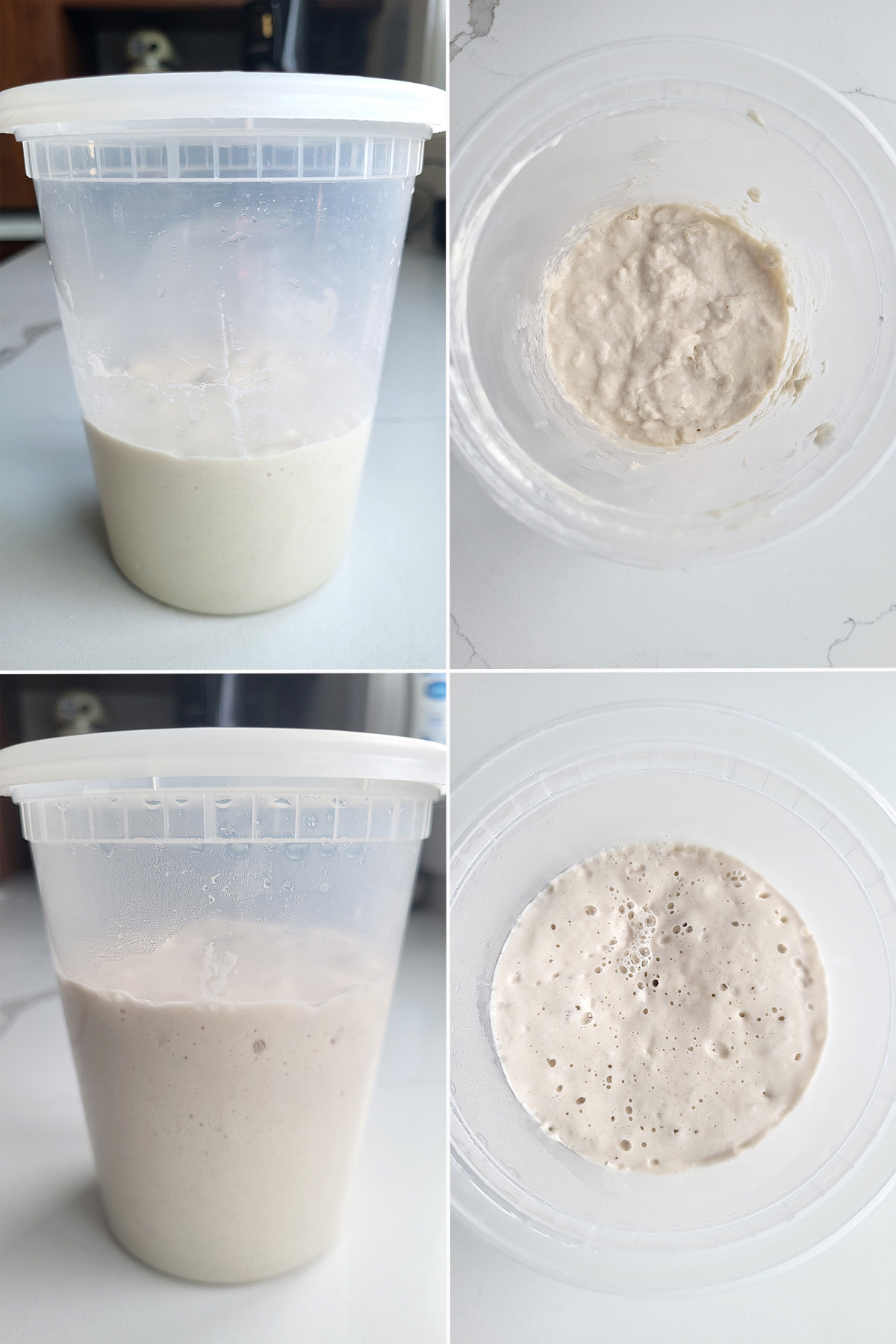 a starter after feeding and ready to use.