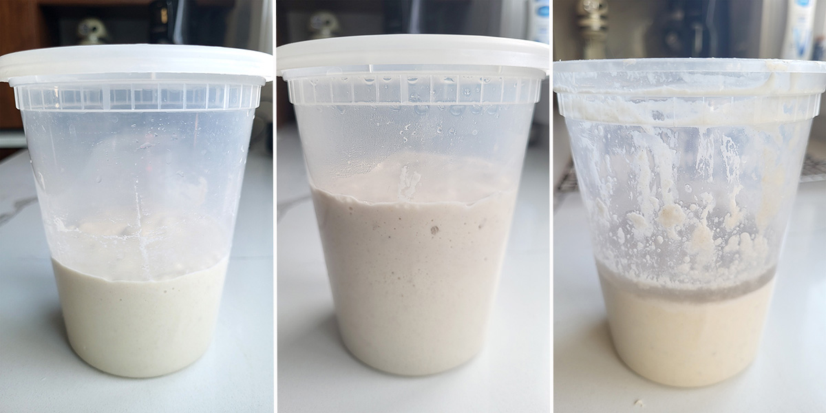 three photos showing sourdough starter fed, ready, over ripe.