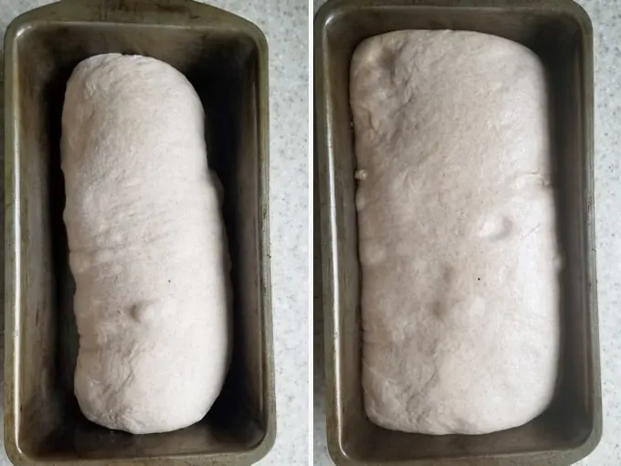two photos showing whole wheat sourdough bread before and after rising in a loaf pan