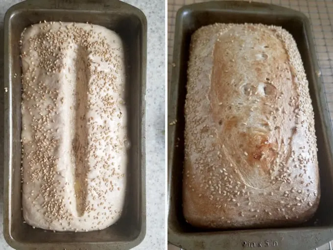 two photos showing a loaf of sourdough wheat bread before and after baking.
