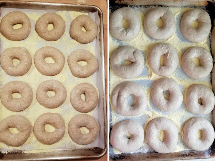 showing bagels before and after rising overnight.