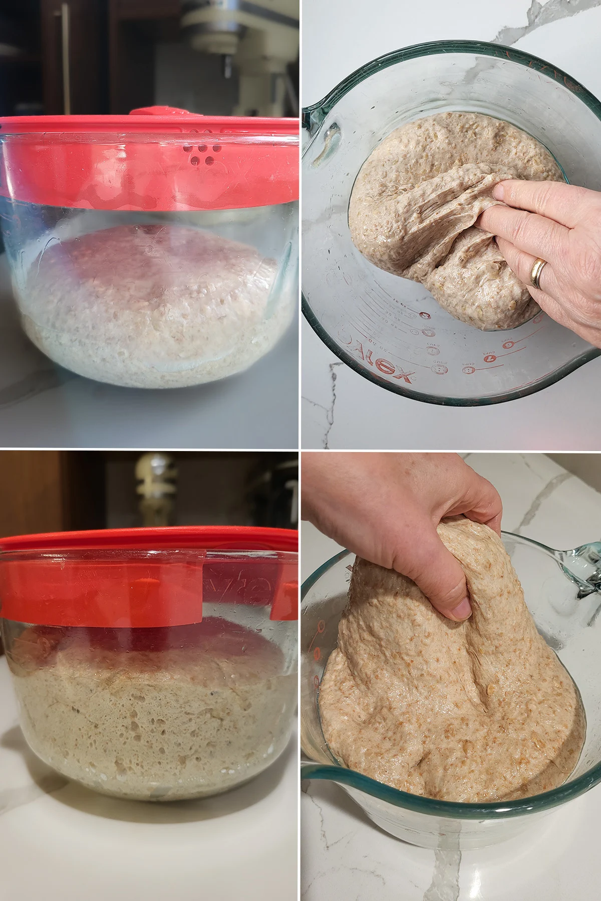 a bowl fo bread dough. A hand folding bread dough in a bowl. Risen bread dough in a bowl. Folding dough again.