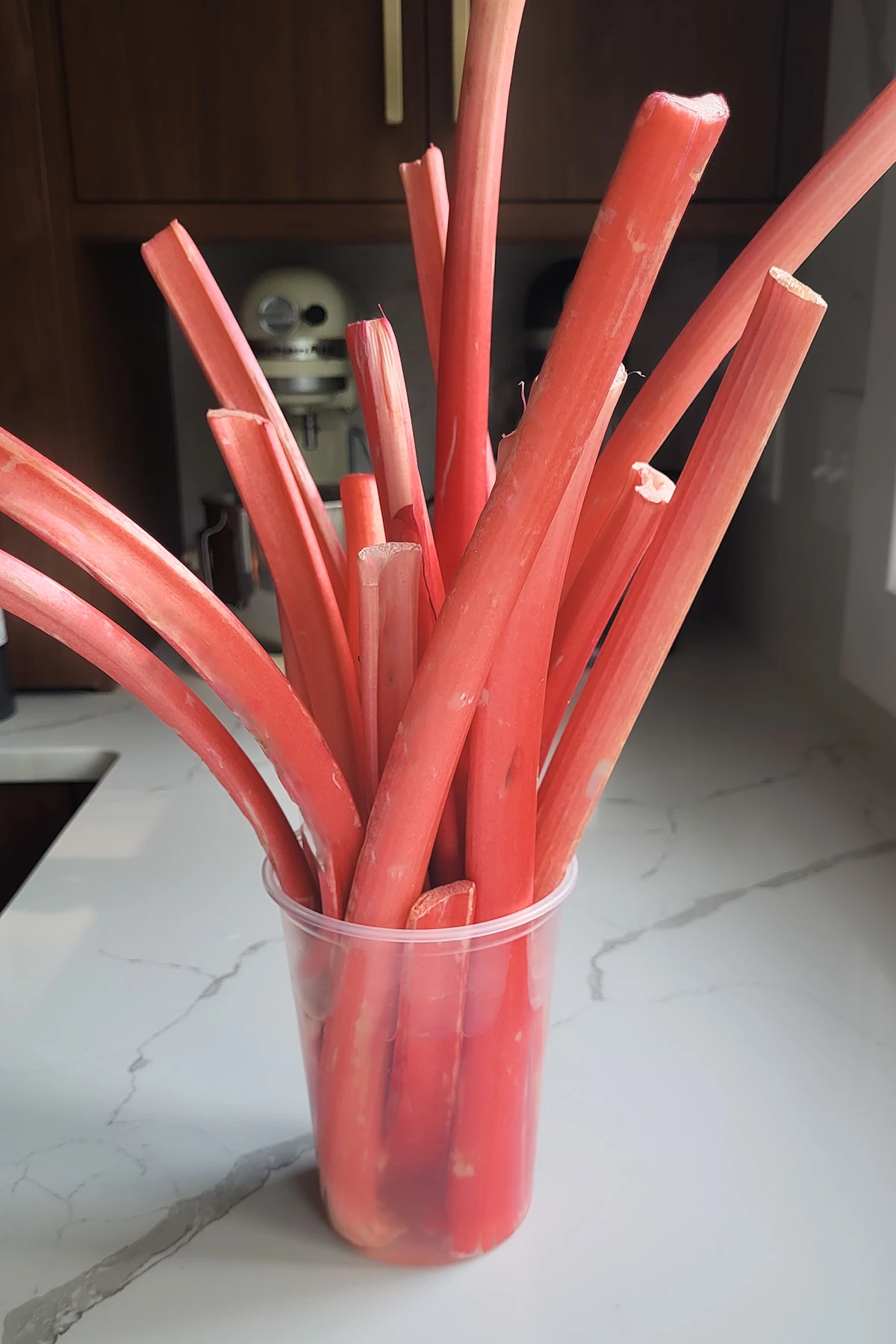 rhubarb stalks in a bucket of water