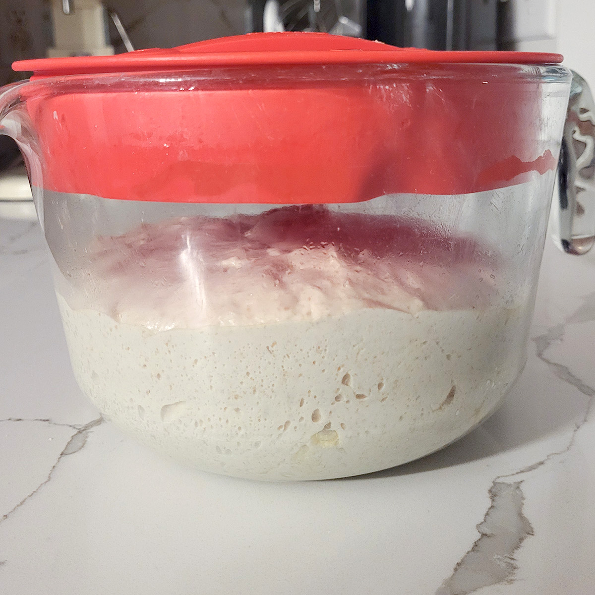 a glass bowl with a red cover filled with fermenting bread dough. 