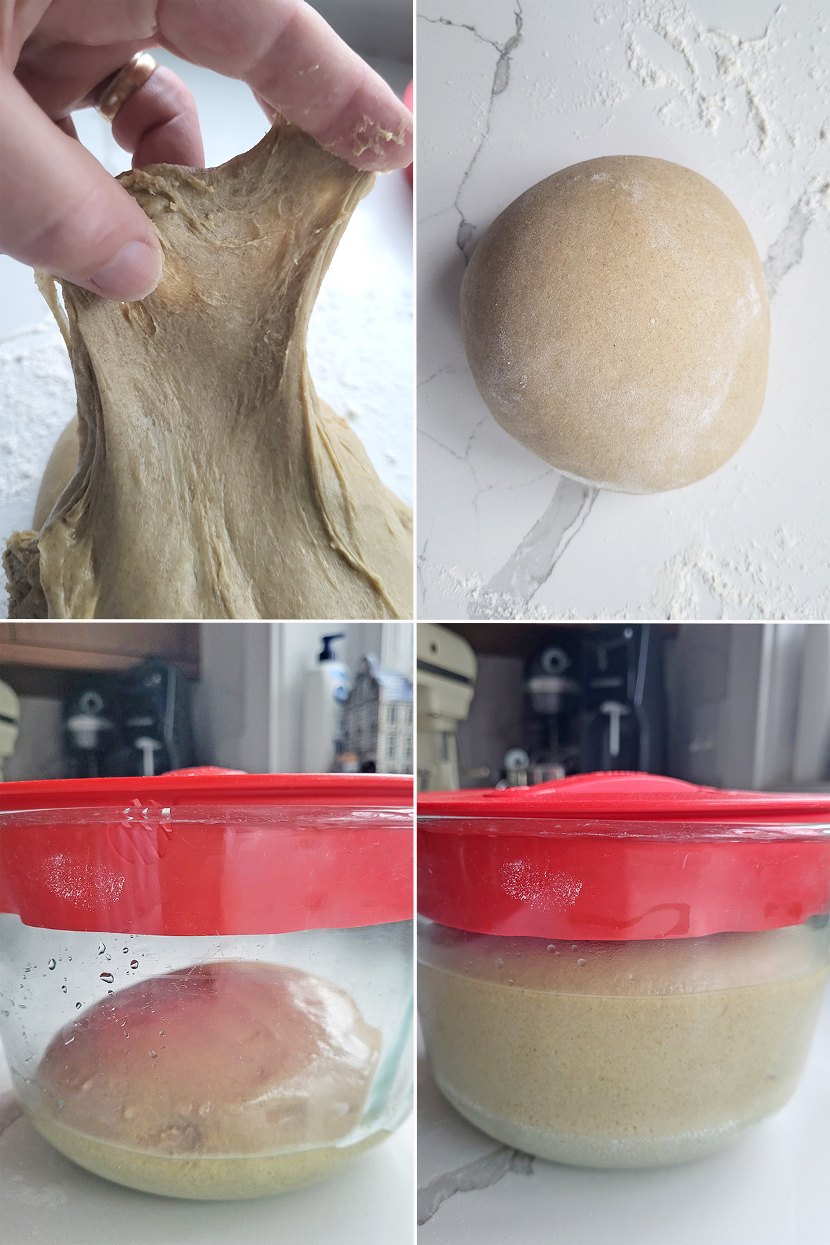 rye dough stretched by hand. rye dough in a glass bowl before and after rising.