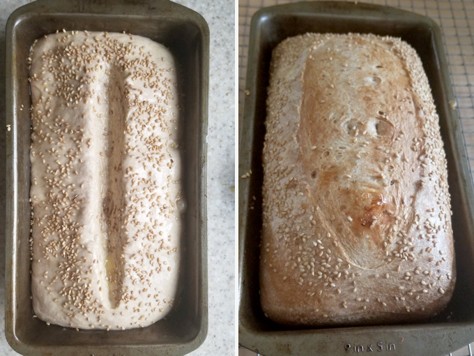 whole wheat bread in a loaf pan before and after baking