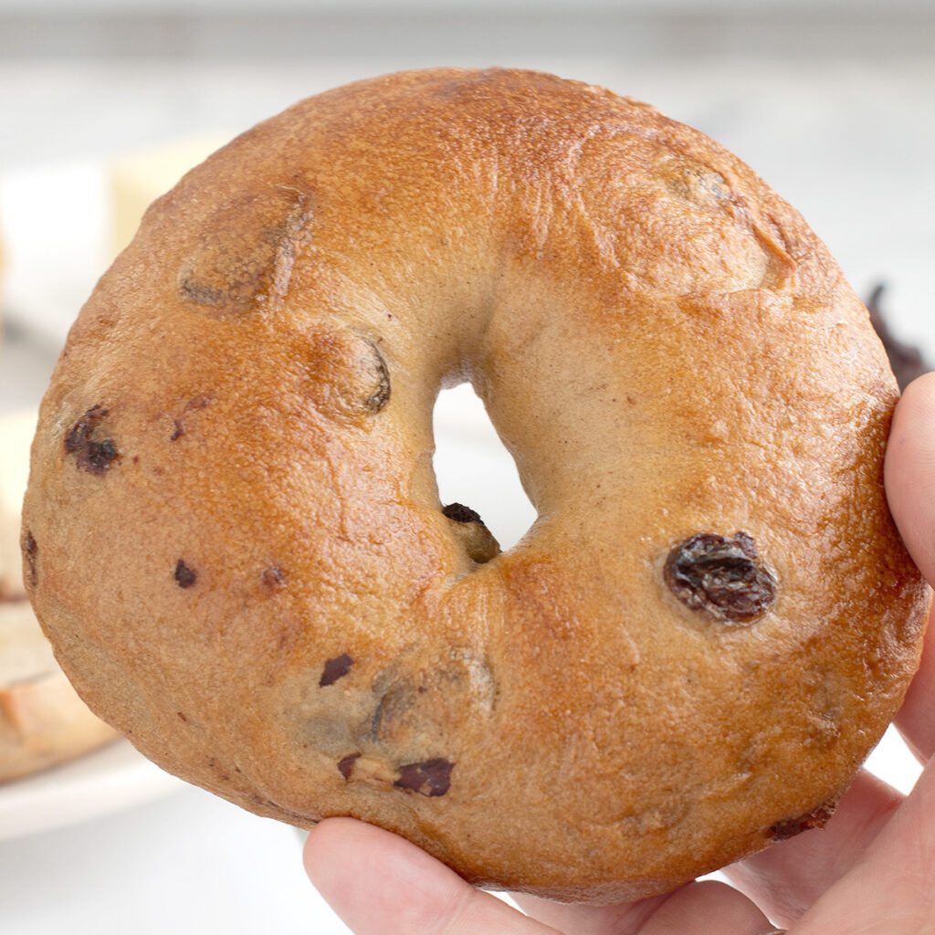 a hand holding a sourdough cinnamon raisin bagel.