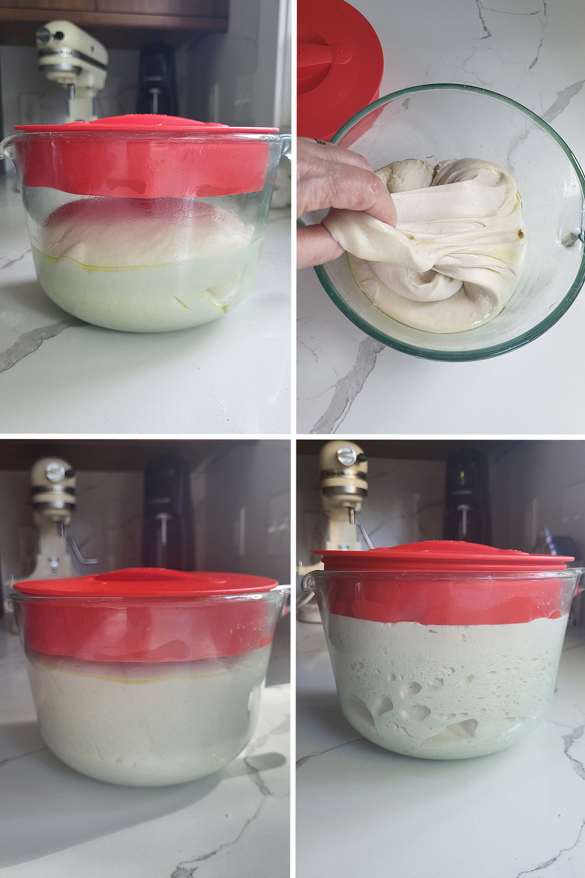 four photos showing process of sourdough fermenation.