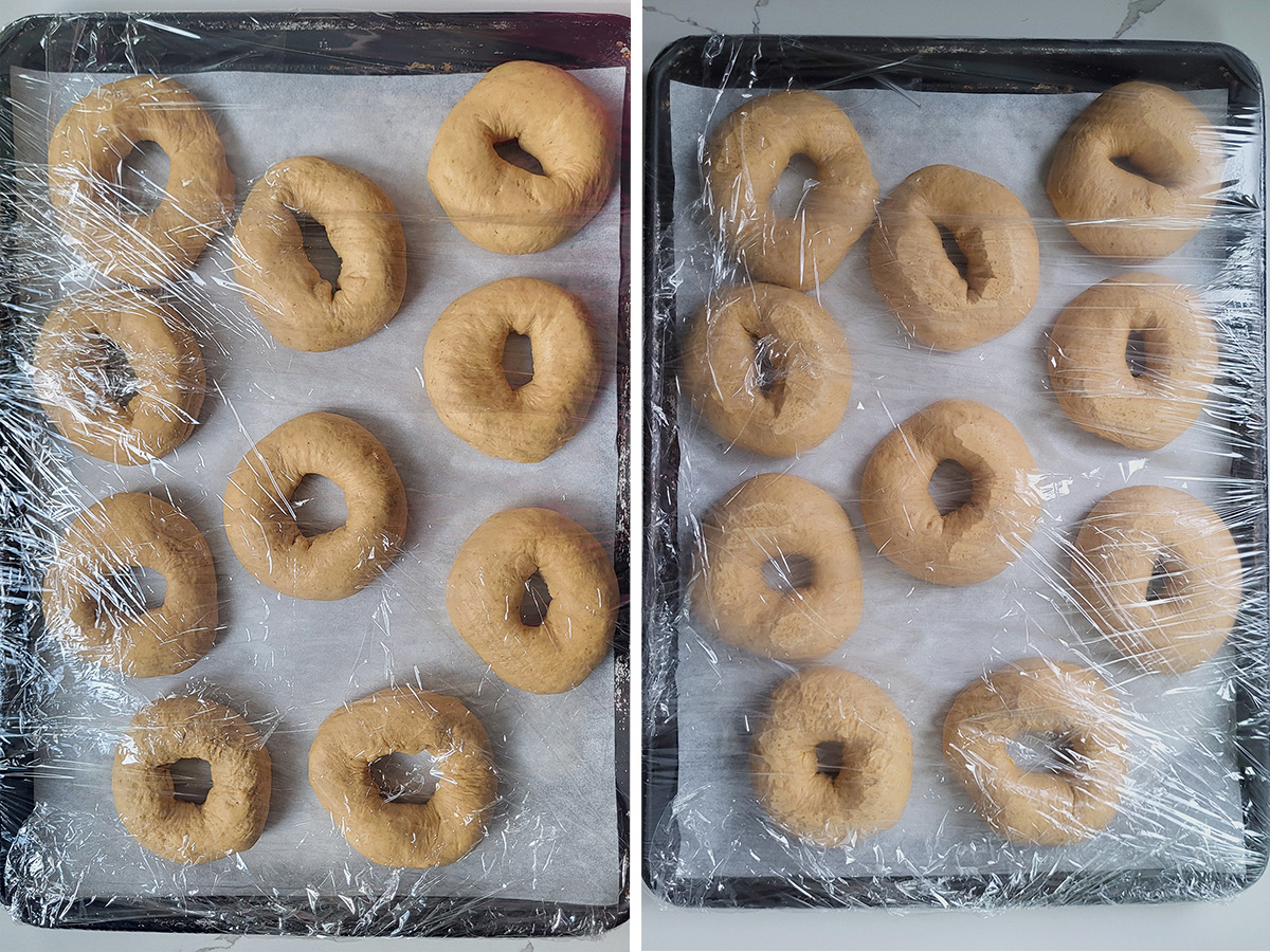 pumpkin bagels on a sheet pan before and after rising.