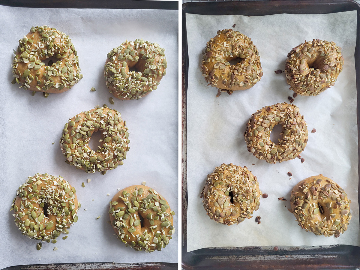 pumpkin bagels on a pan before and after baking.