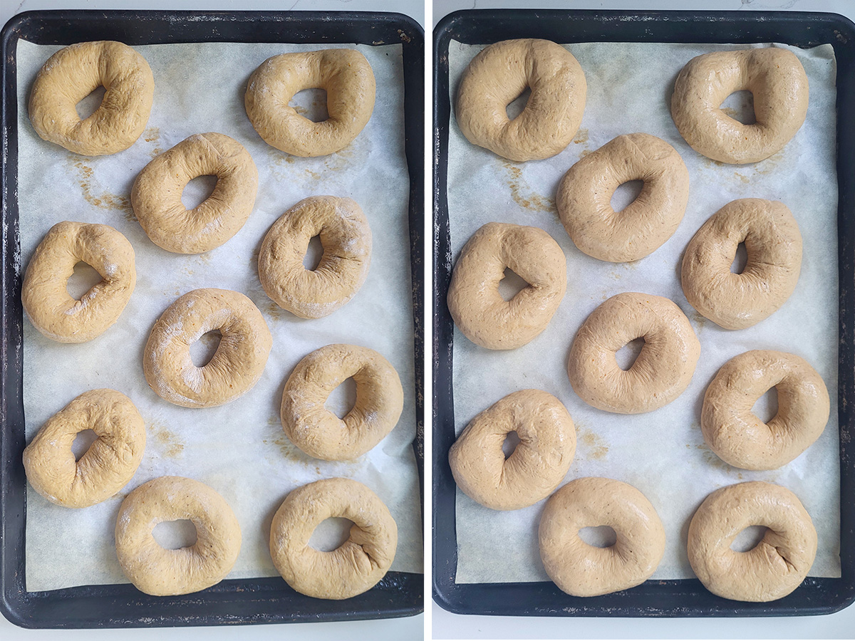 sourdough pumpkin bagels shown before and after final proof.