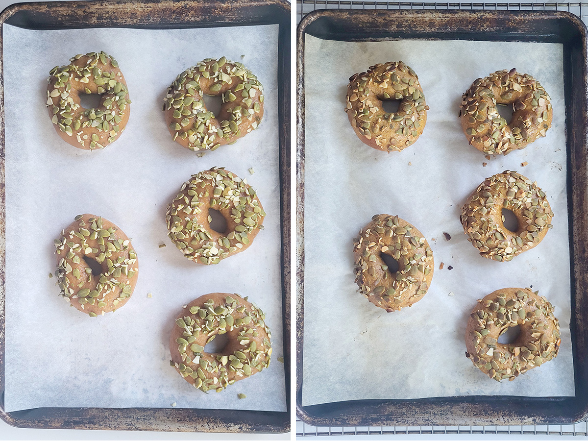 sourdough pumpkin bagels before and after baking.
